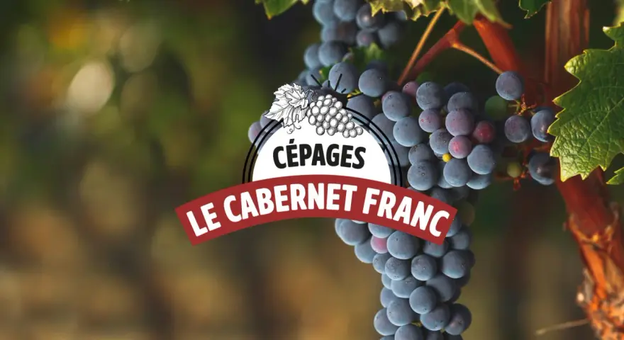 Grappes de vin cabernet franc mûres sur la vigne, avec un logo "Cépages Le Cabernet Franc".