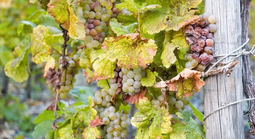 Grappes de raisins blancs et rosés, certains légèrement flétris, sur une vigne. Ces raisins sont prêts à devenir un vin grain noble.