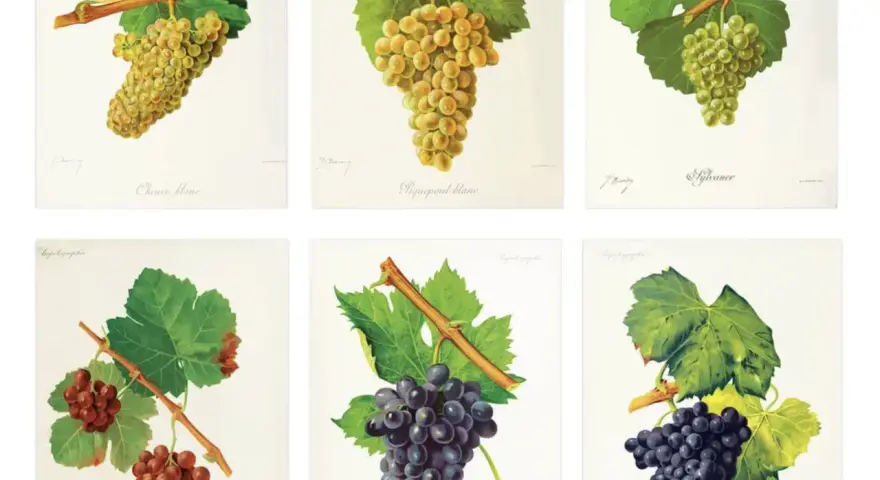 Six illustrations de grappes de raisins, dont le cépage Bourgogne, sur fond blanc.