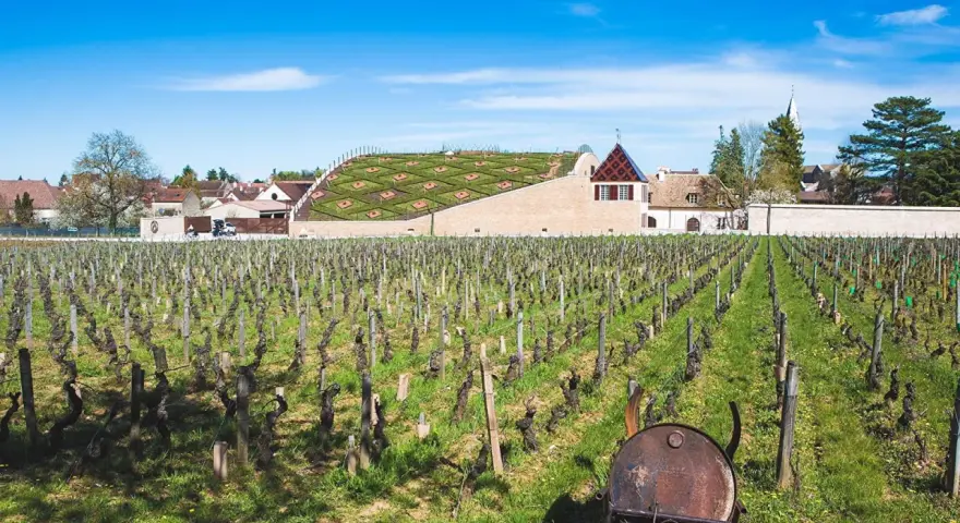 Vignes de Nuits-Saint-Georges sous un ciel bleu. Au fond, un bâtiment moderne avec un toit végétalisé, possiblement le meilleur domaine nuit saint-georges.