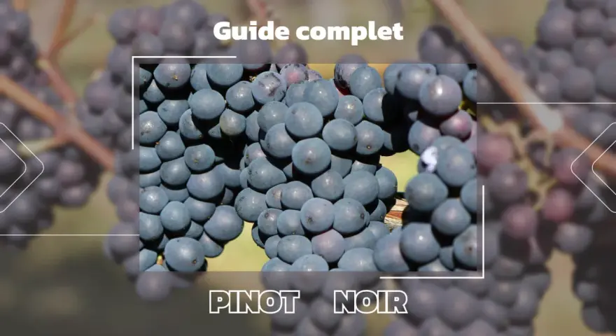 Gros plan sur des grappes de raisin d'un beau pinot noir couleur, évoquant un guide complet sur ce cépage.