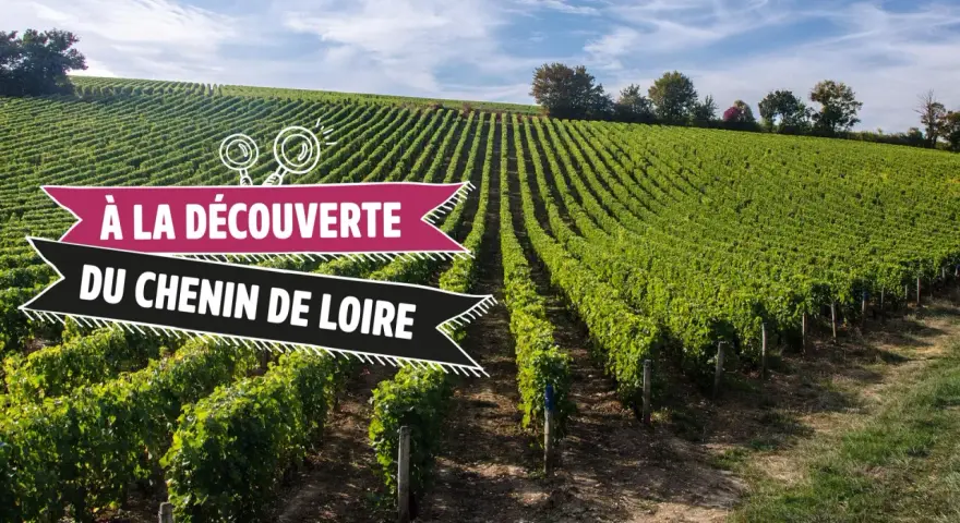 Vignoble verdoyant sous un ciel bleu, invitant à la découverte du chenin de Loire.