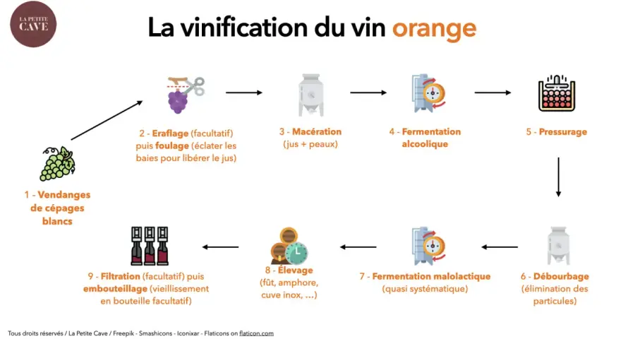Schéma expliquant la vinification du vin orange : vendanges, macération des jus et peaux, fermentation, élevage, etc. C'est quoi le vin orange ?