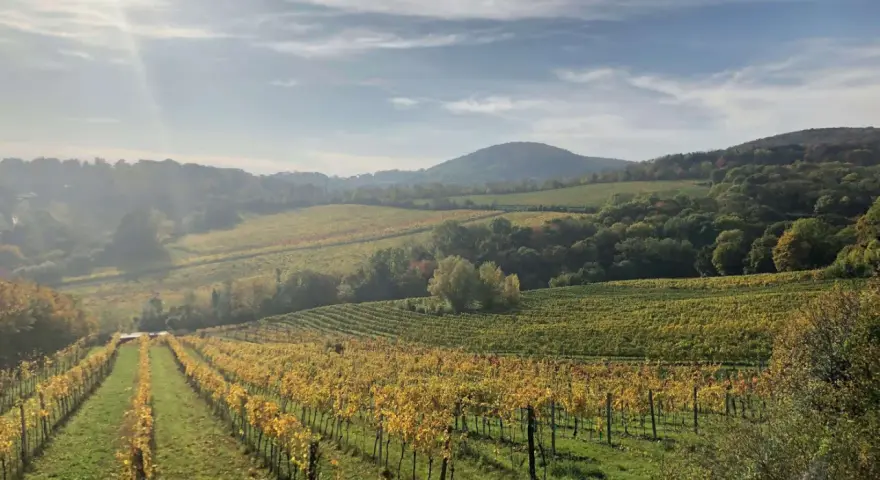 Paysage vallonné de vignobles en automne, avec des rangées de vignes aux feuilles dorées. Le soleil brille à travers les nuages, illuminant le domaine de Bonneau du Martray.