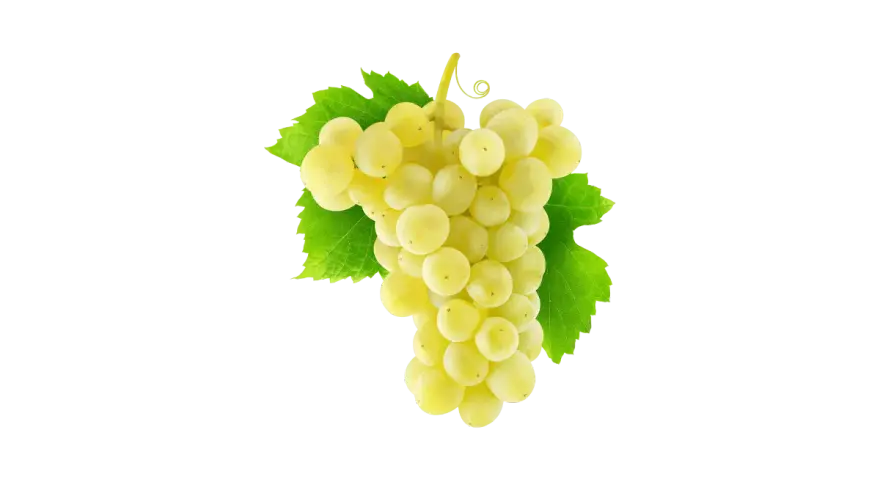 Grappe de raisins blancs, évoquant la douceur du chenin, avec des feuilles vertes vives sur fond uni.