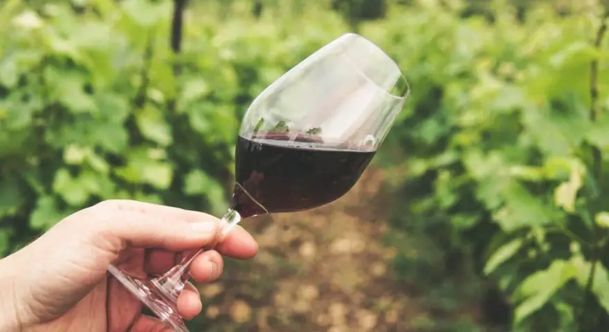 Main tenue un verre de vin rouge, peut-être un célèbre nom de vin rouge, dans un vignoble verdoyant.