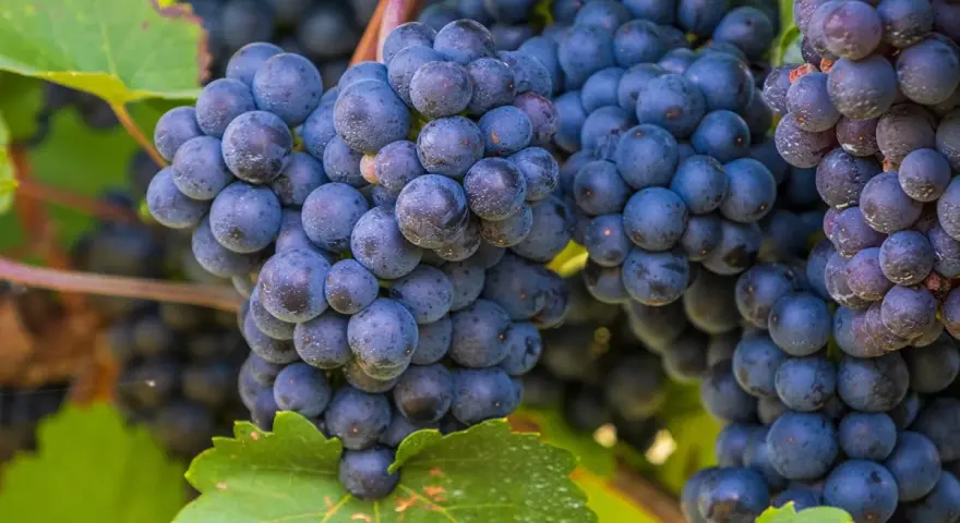 Grappes de raisins noirs mûrs, prêtes à être transformées en un délicieux pineau d'Aunis.