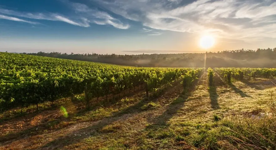 Vignes baignées par le soleil levant, un paysage bucolique où pousse un cépage interdit en France, créant une atmosphère de mystère.