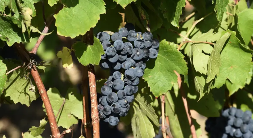 Grappes de gamay saint romain mûrissant sous le soleil, prêtes à être récoltées pour un vin de qualité.