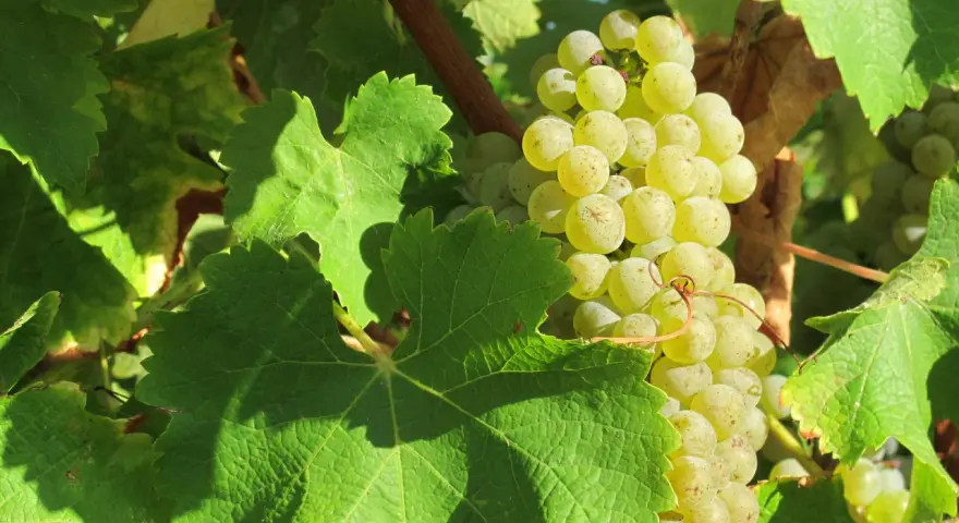 Grappe de raisins blancs mûrs, cachée par de larges feuilles vertes. Un cépage loin de l'œil, promettant une récolte savoureuse.