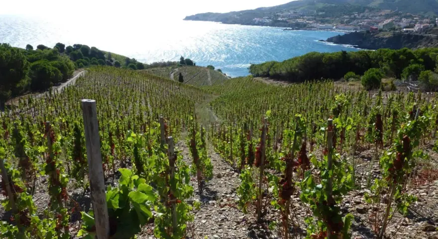 Vignes en terrasse sur le domaine de la rectorie, avec la mer bleue scintillante et un village côtier en arrière-plan.