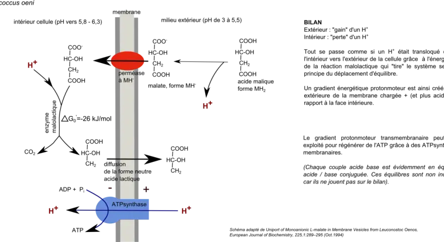 Schéma illustrant la fermentation malolactique, où le malate est converti en lactate par une perméase, générant un gradient de protons utilisé par l'ATP synthase.