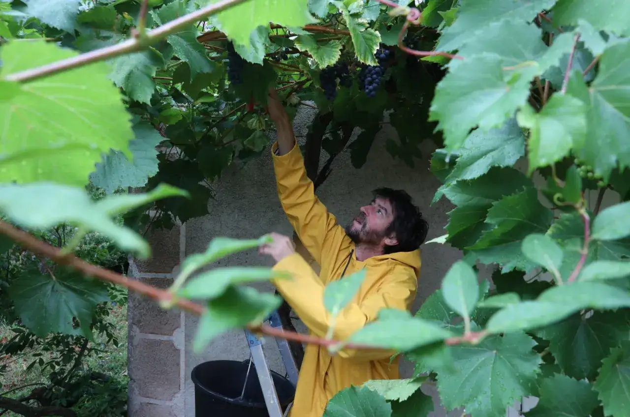 Un homme en cir&eacute; jaune r&eacute;colte des grappes de raisin noir, peut-&ecirc;tre un c&eacute;page interdit en France, sous un feuillage dense.