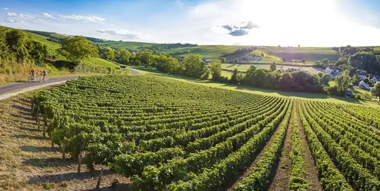 Vignoble verdoyant sous le soleil, id&eacute;al pour un pineau d'Aunis. Deux cyclistes profitent de la route sinueuse.