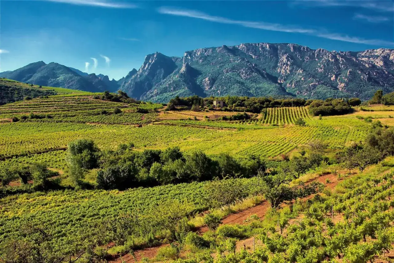 Vignoble en terrasses sous un ciel bleu, typique du saint chinian c&eacute;page. Les rangs de vignes s'&eacute;tendent &agrave; perte de vue, embrassant les contreforts rocheux.