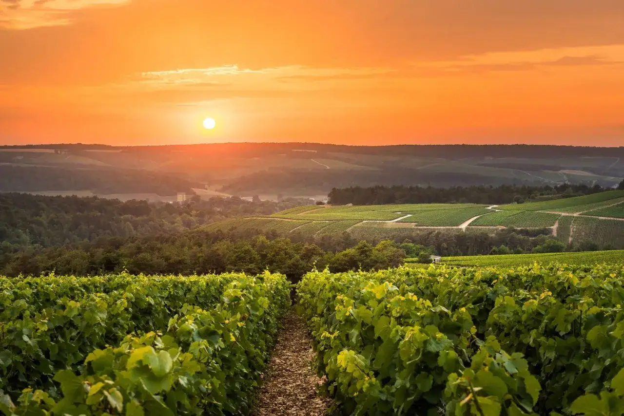 Coucher de soleil sur les vignobles de Champagne Gremillet. Un paysage idyllique qui inspire un avis positif sur ce champagne.