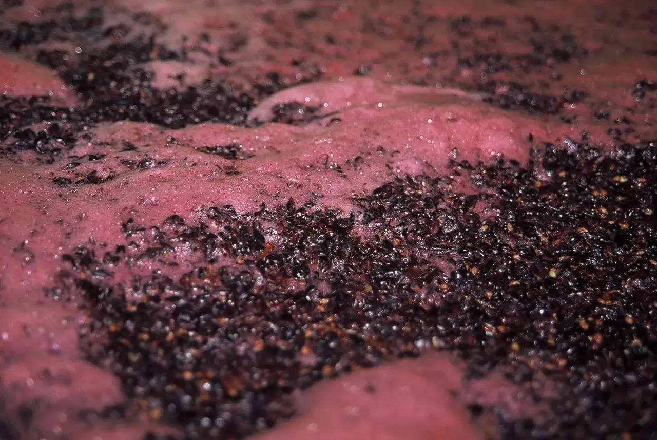 Masse de marc de raisin en fermentation, la levure indig&egrave;ne du vin transforme le mo&ucirc;t en un spectacle visuel et aromatique.