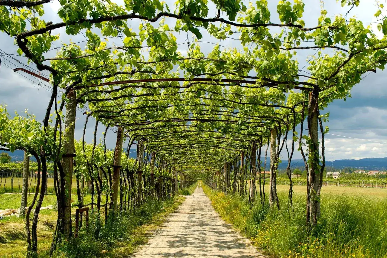 All&eacute;e ombrag&eacute;e sous un tunnel de vigne au feuillage vert luxuriant, promettant un vin vert savoureux.