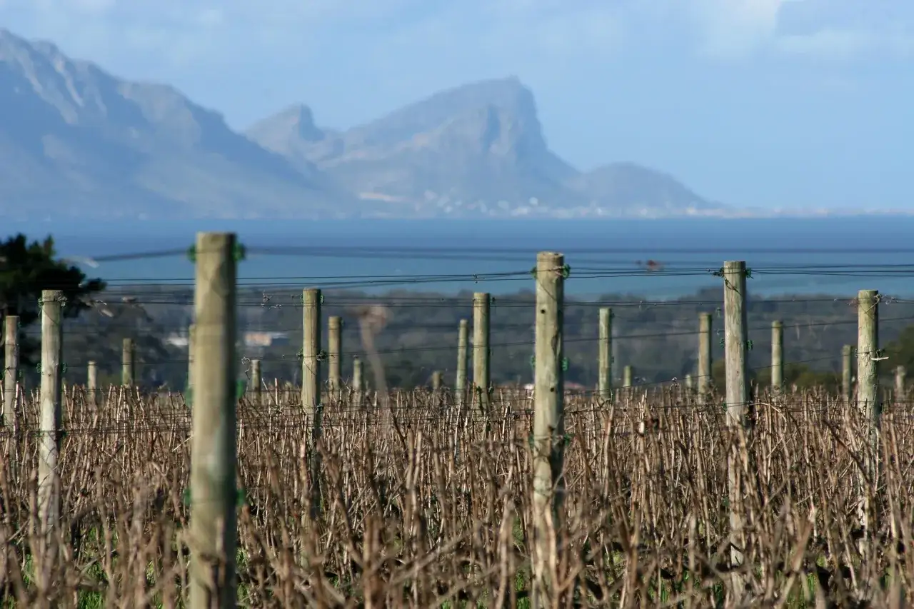 Vignes de pinotage en Afrique du Sud, avec des montagnes bleues et une mer scintillante en arri&egrave;re-plan.