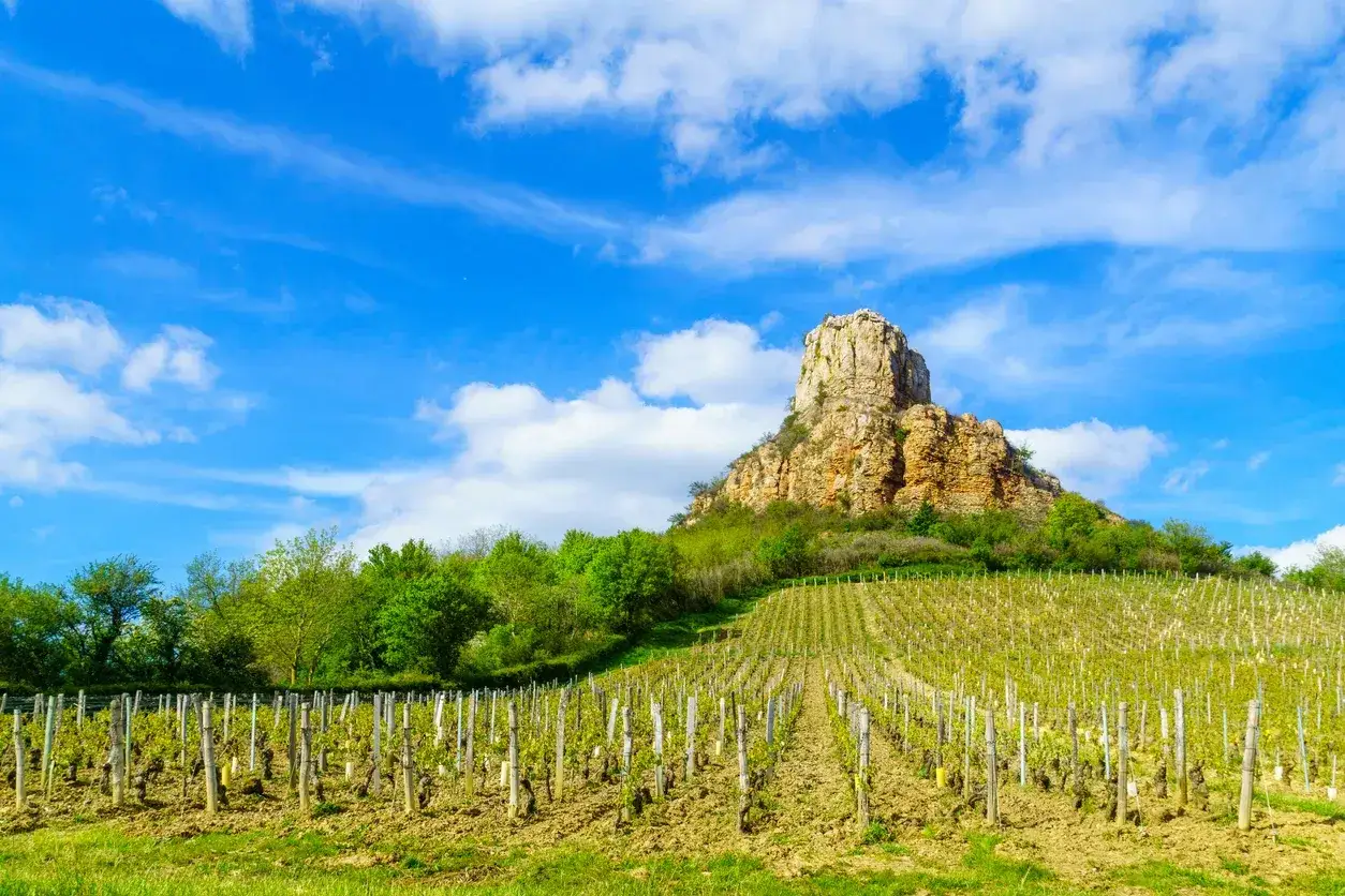 Vignoble verdoyant sous un ciel bleu, avec un rocher imposant en arri&egrave;re-plan, typique du c&eacute;page Pouilly-Fuiss&eacute;.