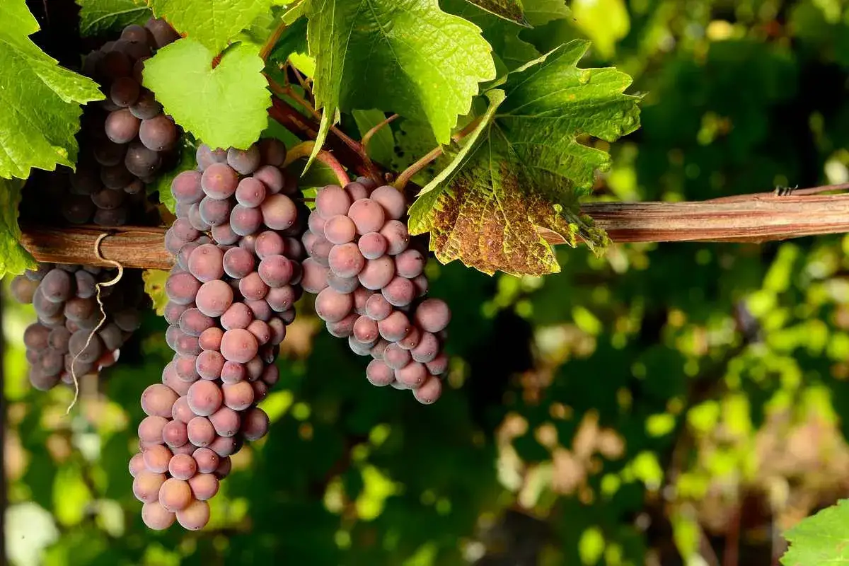 Grappes de pinot gris rosées mûrissant sur la vigne, prêtes à devenir un vin blanc aromatique.