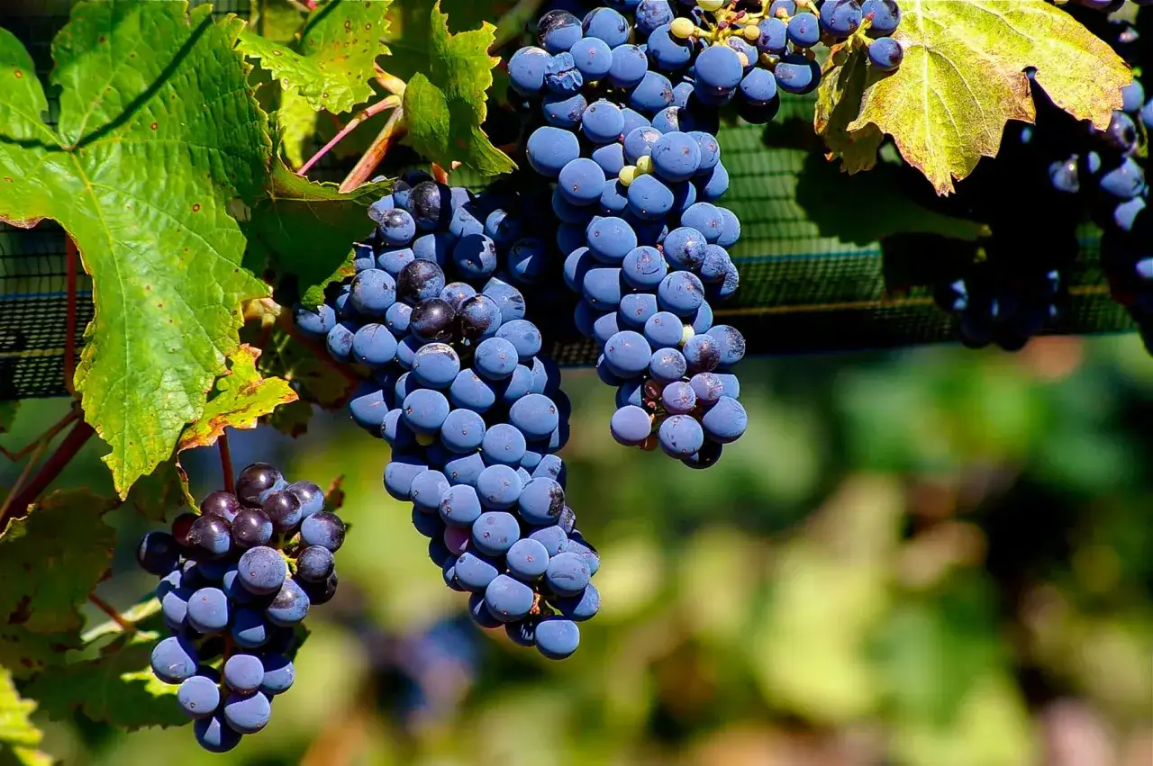 Grappes de raisin sombre, pr&ecirc;tes &agrave; devenir un d&eacute;licieux malbec vin. Le soleil dore les feuilles vertes.