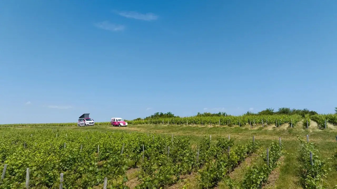 Deux camping-cars color&eacute;s traversent un vignoble verdoyant sous un ciel bleu. Une invitation &agrave; d&eacute;guster le reuilly vin.