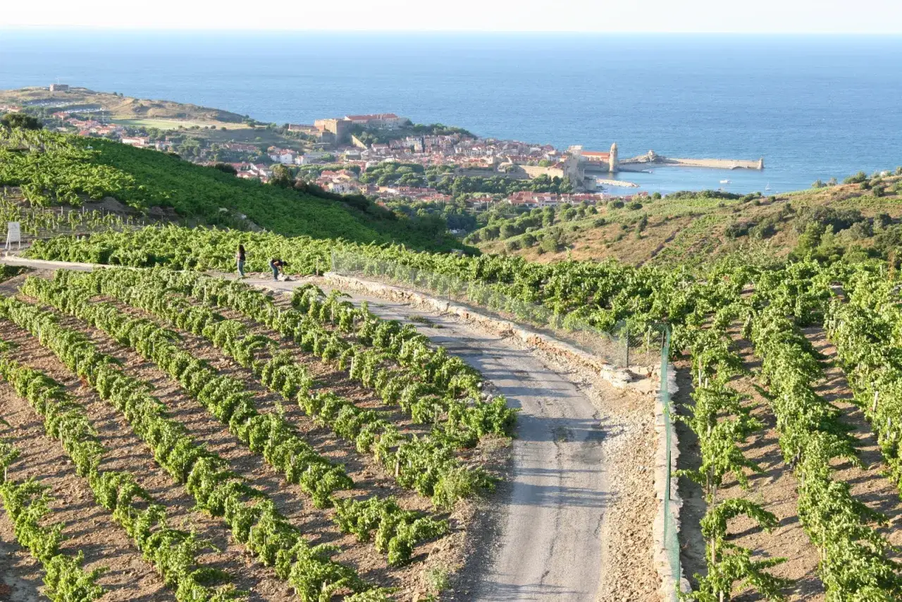 Vignoble en terrasses du domaine de la rectorie, avec le village et la mer en arrière-plan.