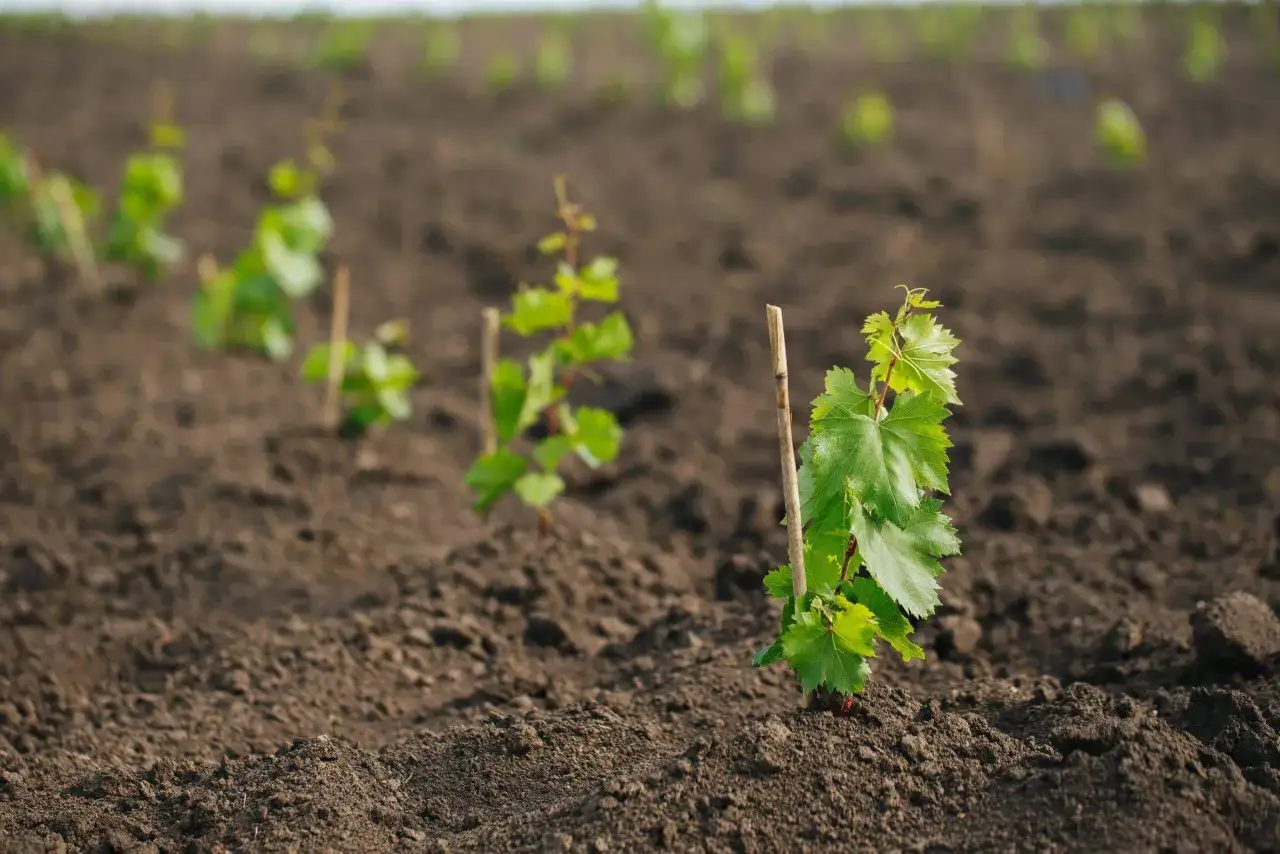 Jeunes plants de vigne, promesse d'un futur vin blanc issu du c&eacute;page Rolle, plant&eacute;s dans une terre fra&icirc;chement travaill&eacute;e.