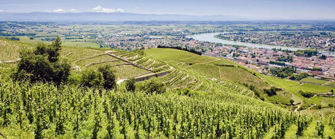 Vue panoramique sur les vignobles en terrasses du domaine de la Croix Blanche, surplombant une ville et un fleuve.