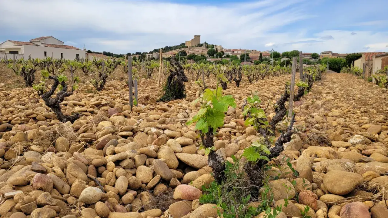 Vignes sur sol caillouteux, avec un village et un ch&acirc;teau en arri&egrave;re-plan. Le paysage &eacute;voque le meilleur domaine Ch&acirc;teauneuf-du-Pape.