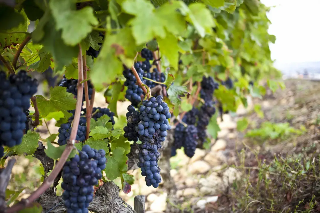 Grappes de cepage syrah, origine noble, m&ucirc;rissant sur la vigne, pr&ecirc;tes &agrave; devenir un grand vin.