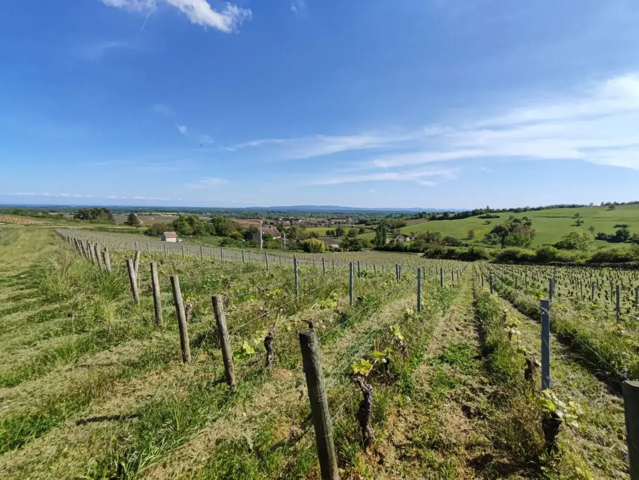 Vignes d'Aligoté sous un ciel bleu. Ce paysage évoque la signification du vin aligoté, un cépage bourguignon.