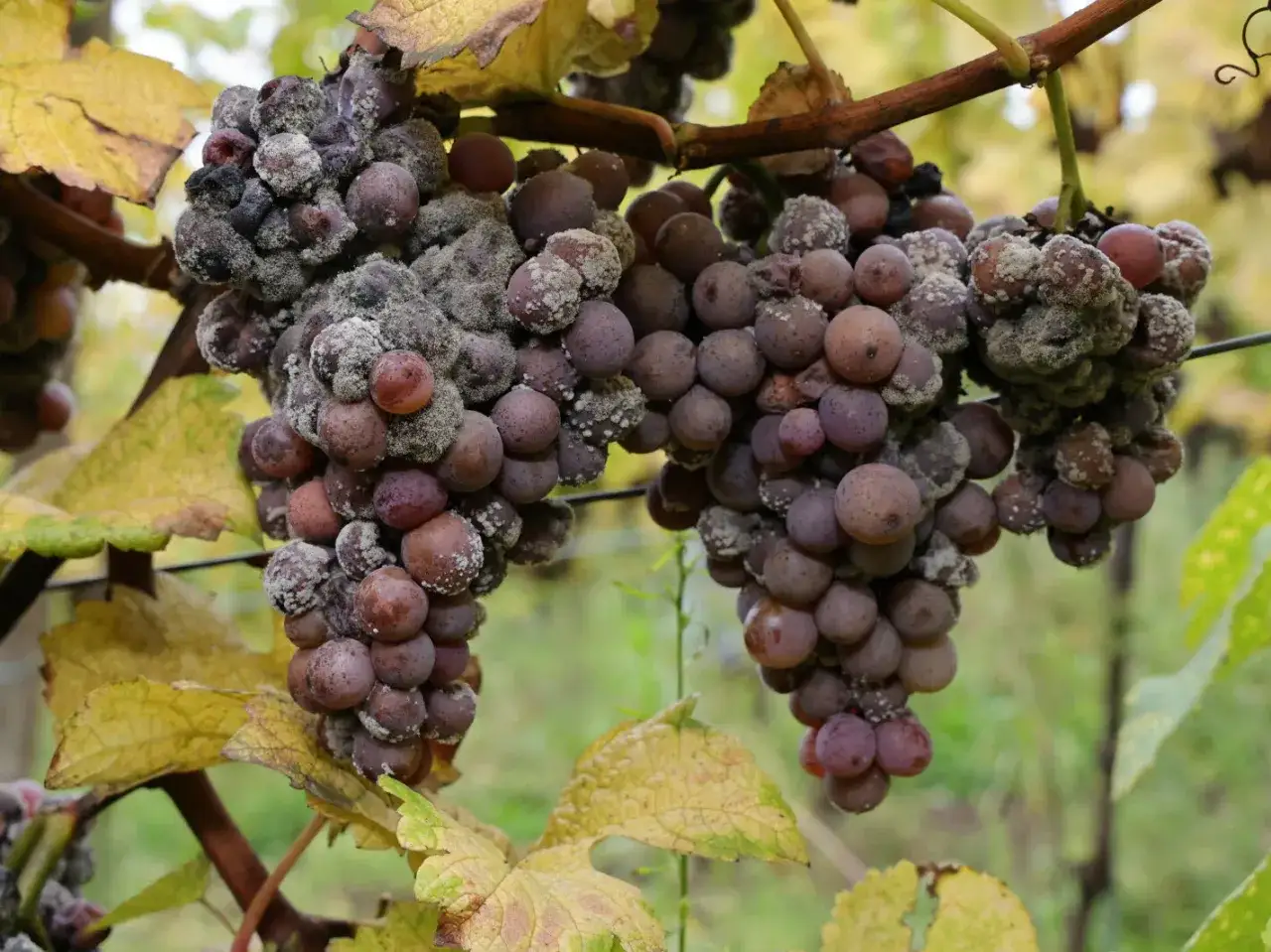 Grappes de raisins pourpres, certaines fl&eacute;tries et recouvertes d'une fine moisissure grise, &eacute;voquant le potentiel d'un vin grain noble.