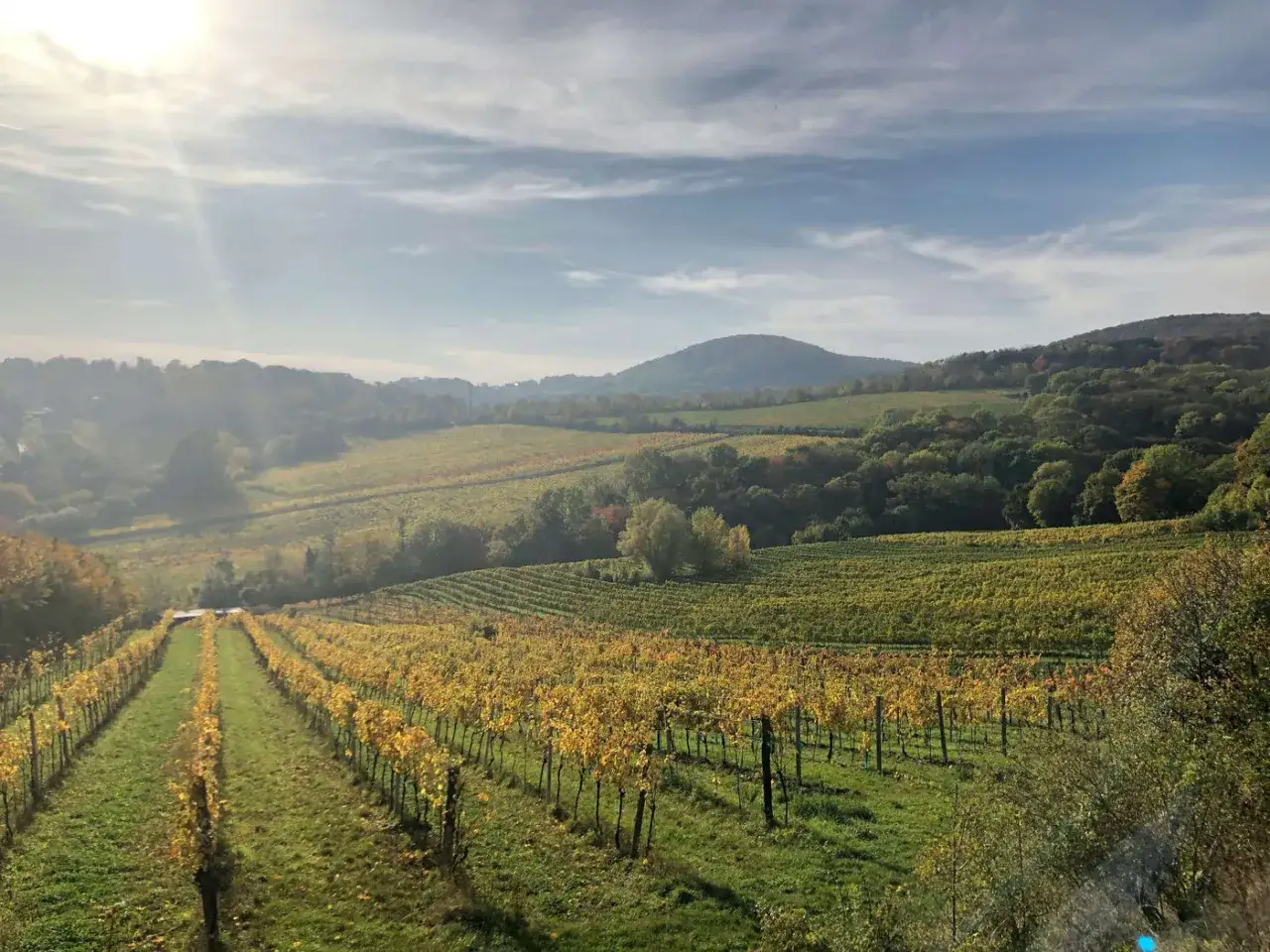 Paysage vallonn&eacute; d'automne, avec des rang&eacute;es de vignes aux feuilles dor&eacute;es, comme les vignes oubli&eacute;es d'une histoire ancienne.