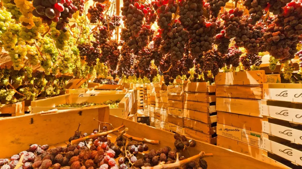 Grappes de raisins suspendues, s&eacute;chant pour devenir un vin de paille. Des caisses en bois remplies de fruits attendent la transformation.