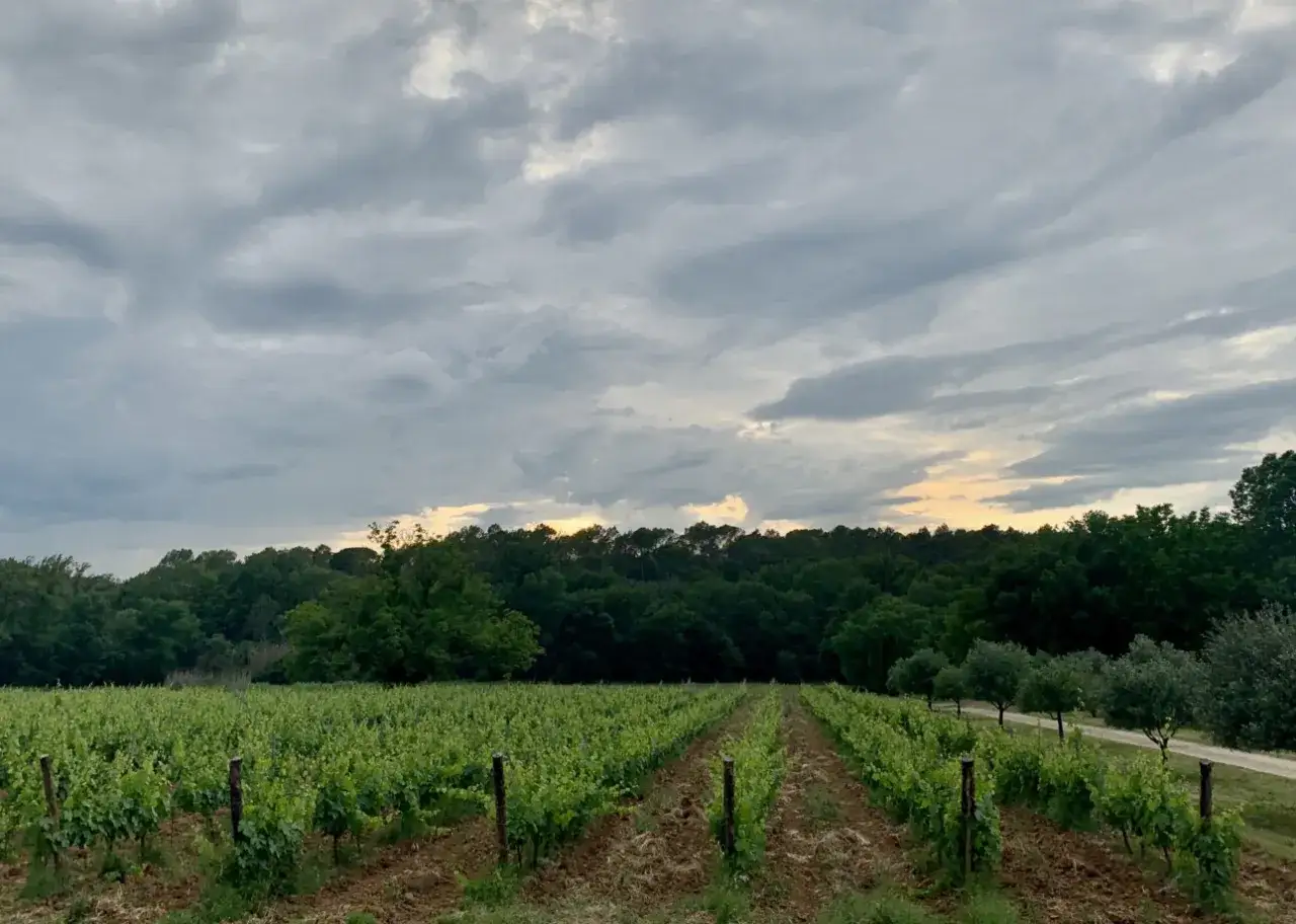 Vignes luxuriantes sous un ciel nuageux au domaine du Deffends. L'horizon est bord&eacute; d'une for&ecirc;t dense, promettant une belle r&eacute;colte.