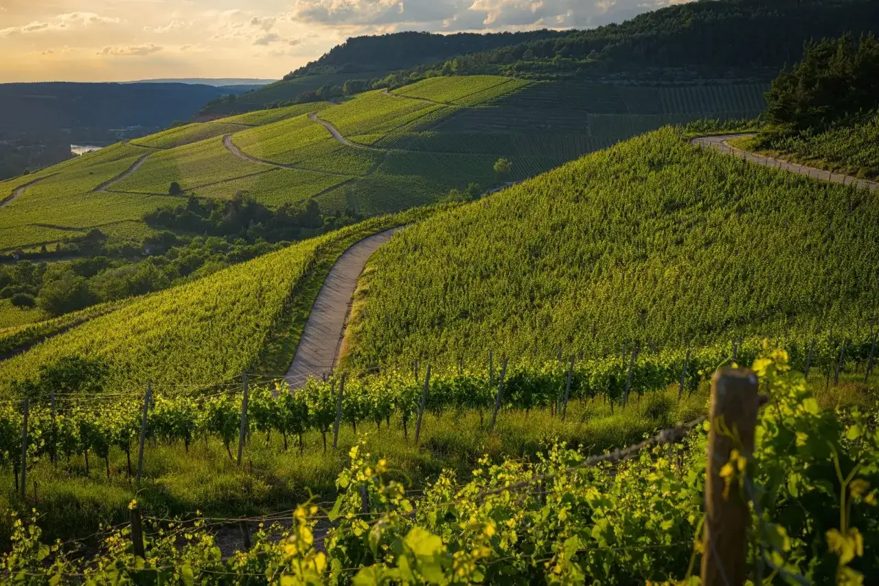 Des vignobles en terrasse baign&eacute;s de soleil, un chemin serpente &agrave; travers la verdure. Didier Chopin pourrait y trouver l'inspiration pour une symphonie champ&ecirc;tre.