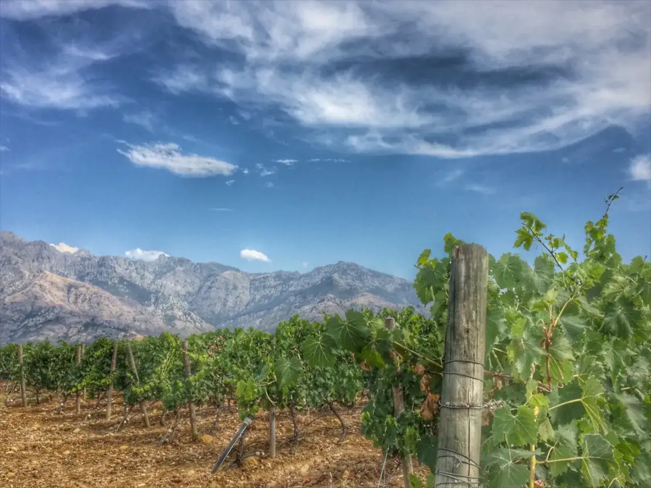 Vignes de c&eacute;page corse rouge sous un ciel bleu et nuageux, avec des montagnes en arri&egrave;re-plan.