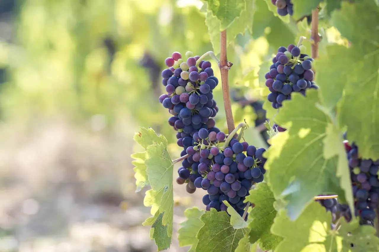 Grappes de cepage Syrah, origine du Rh&ocirc;ne, m&ucirc;rissant au soleil.