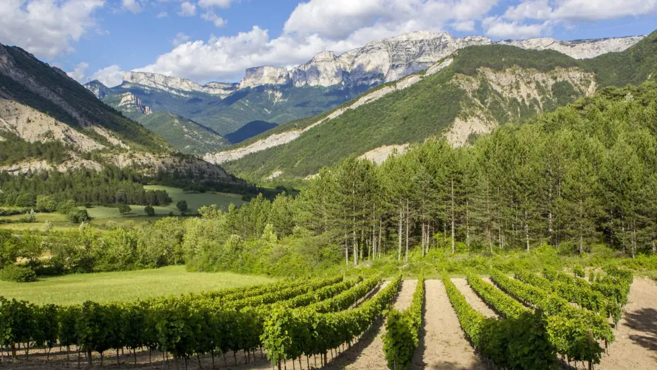 Vignoble verdoyant au pied de montagnes majestueuses, un paysage digne d'une bouteille de Clairette de Die.
