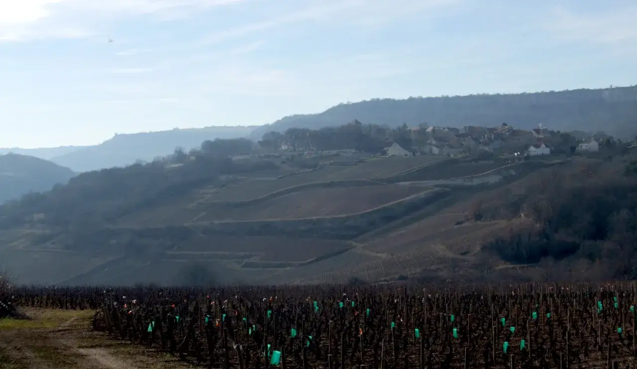 Vignoble de gamay &agrave; Saint-Romain, avec des rangs de vignes endormies sous un ciel p&acirc;le et un village nich&eacute; sur la colline.