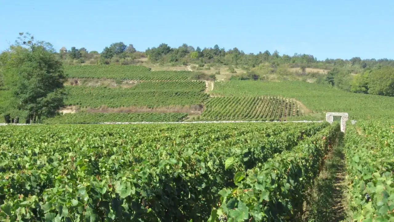 Vastes vignobles en terrasses sous un ciel bleu, o&ugrave; le c&eacute;page pinot noir promet un grand cru. Une arche de pierre se dresse au milieu des rangs.