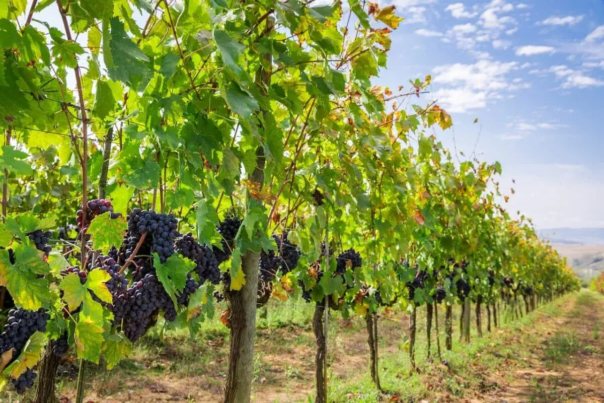 Vignes luxuriantes sous un ciel bleu, pr&ecirc;tes pour la r&eacute;colte. L'image &eacute;voque la diff&eacute;rence entre le vin naturel et la biodynamie, o&ugrave; chaque raisin est cultiv&eacute; avec soin.