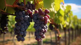 Grappes de Muscat d'Alexandrie mûres, prêtes à être récoltées. Un avis sur leur qualité ? Elles semblent parfaites !