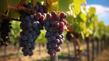 Grappes de Muscat d'Alexandrie mûres, prêtes à être récoltées. Un avis sur leur qualité ? Elles semblent parfaites !