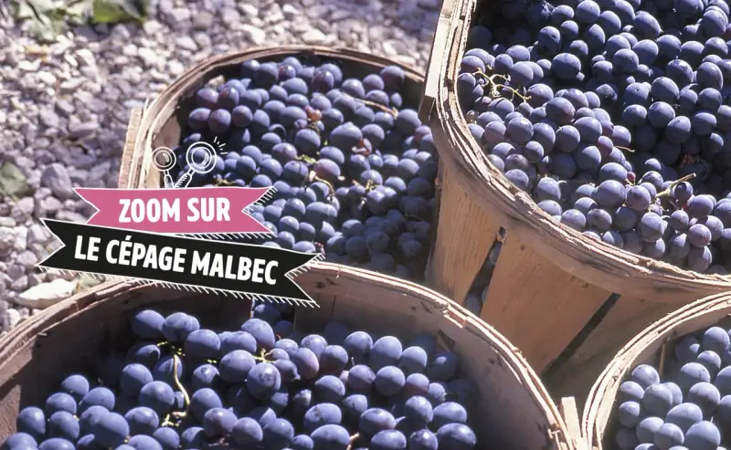 Des paniers remplis de raisins Malbec, prêts à devenir un vin rouge savoureux.