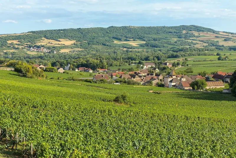 Paysage de vignoble verdoyant menant à un village pittoresque, évoquant la quiétude d'une journée chez Jean-Marc Vincent.