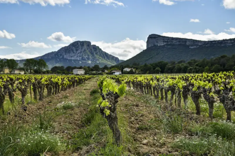 Vignes en plein essor sous le pic Saint-Loup, promesse d'un vin de qualité.