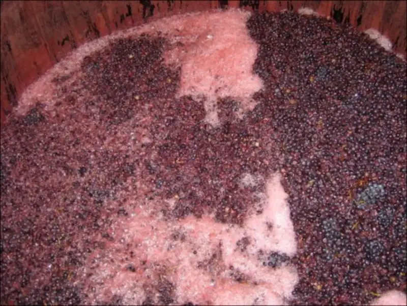 Cuve de vinification avec marc de raisin et mousse rose, signe de la levure indigène vin en pleine fermentation.